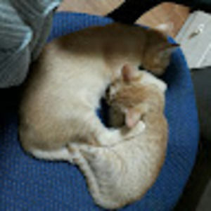 Meet your Posher, Sohee